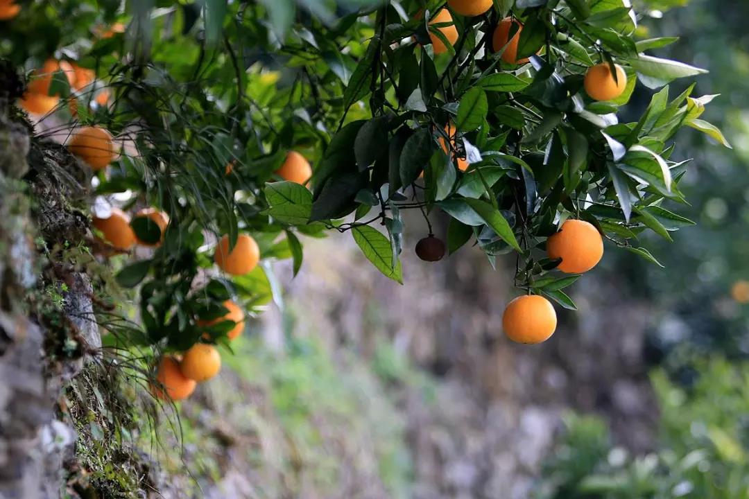 柑橘.jpg