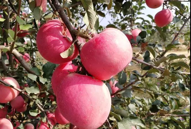 “响富”苹果园中的“响富”苹果.jpg